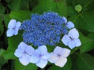 アマチャの花